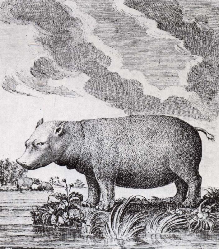 hippopotamus,flodhasten eller sjokon,som den ocksa kallades, unknow artist